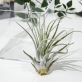 PLANCHU エアプランツ ティランジア ベリッキアーナ Mサイズ 1株 W8×H8cm前後 育て方説明書付き Tillandsia velickiana エアープランツ チランジア