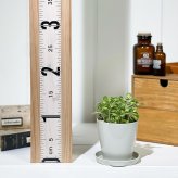 PLANCHU 観葉植物 プレクトランサス アロマティカス ライムシャワー 3.5号鉢 受け皿付き 育て方説明書付き Plectranthus hadiensis ‘Lime Shower’ 斑入り ハーブ苗 虫除け植物