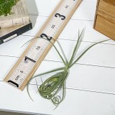 PLANCHU エアプランツ ティランジア ドーラティ 1株 W25×H25cm前後 育て方説明書付き Tillandsia duratii ドゥラティ エアープランツ チランジア