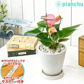 PLANCHU 観葉植物 アンスリウム ピンク 5号樹脂鉢 ホワイト サスティー付き 受け皿付き 育て方説明書付き Anthurium andraeanum cv. アンスリューム アロイド 鉢花