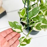 PLANCHU 観葉植物 ポトス エンジョイ 4号吊り鉢 育て方説明書付き PVP Epipremnum aureum ‘N'Joy’ エピプレムナム アロイド