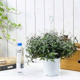 PLANCHU 観葉植物 ブライダルベール 5号吊り鉢 育て方説明書付き Gibasis pellucida ギバシス ペルキダ 鉢花