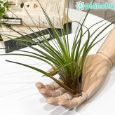 PLANCHU エアプランツ ティランジア トリコロール Lサイズ 1株 W25×H25cm前後 育て方説明書付き Tillandsia tricolor エアープランツ チランジア