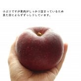 【予約】長野県産りんご 秋映 訳あり ご自宅用 果物 フルーツ お取り寄せ 産地直送 【送料無料(一部地域除く)】