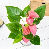 PLANCHU 観葉植物 アンスリウム ピンク 4号鉢 受け皿付き 育て方説明書付き Anthurium andraeanum cv. アンスリューム アロイド 鉢花