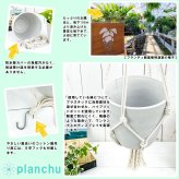 観葉植物 ポトス マーブルクイーン 5号鉢 樹脂製ハンギング鉢カバー付き 育て方説明書付き