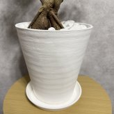 ガジュマル 観葉植物 八の字 8号鉢苗 大型 盆栽 末広がりの8の字 室内 珍しい 希少種 多幸の木 幸福をもたらす精霊が住むガジュマルの木 おしゃれなインテリア 結婚祝い 新築祝い 開店祝い 開業祝い 誕生日 母の日 父の日 記念日 プレゼントギフト 肥料別売り 敬老の日