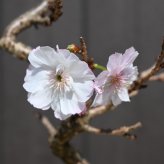 冬に咲く桜 十月桜盆栽 二期咲きのさくら サクラ