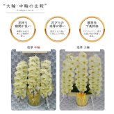 希少 純国産 胡蝶蘭 花持ち長い 中輪3本立ち 40輪～ 25,800円【煌華(きらか)】 黄色 画像配信あり 産地直送 お祝い 花 贈り物 母の日ギフト 縁起良い 商売繁盛 長寿祝 開店祝 開業祝 移転祝 就任祝 昇進祝 当選祝 当日発送 日本橋 銀座 王立園芸協会登録商品