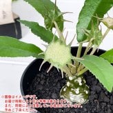 PLANCHU 多肉植物 ドルステニア フォエチダ 3号鉢 受け皿付き 育て方説明書付き Dorstenia foetida コーデックス