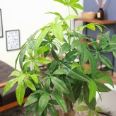 観葉植物 パキラ 朴の木タイプ インテリア ギフト 贈り物 お祝い 開店 開業 開院 移転 引っ越し 父の日 母の日 お誕生日 法人 個人 女性 男性 新築祝い 開店祝い