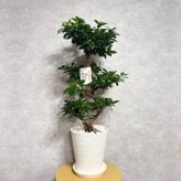 ガジュマル 観葉植物 八の字 8号鉢苗 大型 盆栽 末広がりの8の字 室内 珍しい 希少種 多幸の木 幸福をもたらす精霊が住むガジュマルの木 おしゃれなインテリア 結婚祝い 新築祝い 開店祝い 開業祝い 誕生日 母の日 父の日 記念日 プレゼントギフト 肥料別売り 敬老の日