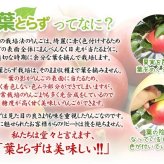 【11月中旬頃発送】蜜入りは１２月末まで　青森県認証 特別栽培農産物 ◆ 甘くておいしい！フォーシーズン 青森りんご 葉とらずサンふじ 家庭用 約１０kg箱