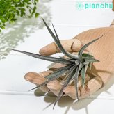 PLANCHU エアプランツ ティランジア ストリクタ パープルレイン 1株 W12×H12cm前後 育て方説明書付き Tillandsia stricta ‘Purple Rain’ エアープランツ チランジア