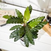 PLANCHU 観葉植物 カラテア ルフィバルバ 6号鉢 受け皿付き 育て方説明書付き Calathea rufibarba
