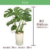 モンステラ 6号 丸陶器 高さ約65cm 観葉植物