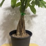 観葉植物 パキラ グラブラ 5本編み 5号 高さ約45cm マネーツリー 発財樹 縁起物 金運 風水 育てやすい 耐陰性 インテリア 玄関 リビング 新築祝い 開店祝い 開業祝い 移転祝い 周年祝い 引っ越し祝い 誕生日 お祝い ギフト プレゼント おしゃれ