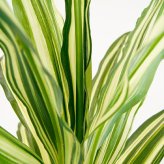 観葉植物 造花 ドラセナ ワーネッキー BROWN 全高約150cm 大型 フェイクグリーン 本物そっくり おしゃれ インテリア 人工観葉植物 アーティフィシャルグリーン オフィス 店舗 ホテル 開店祝い 室内 幸福の木 フェイク