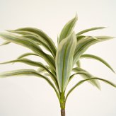 観葉植物 造花 ドラセナ ソングオブジャマイカ BROWN 全高約150cm 大型 フェイクグリーン 本物そっくり おしゃれ インテリア 人工観葉植物 アーティフィシャルグリーン オフィス 店舗 ホテル 開店祝い 室内 フェイク
