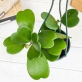 PLANCHU 観葉植物 ホヤ カーリー 4号吊り鉢 育て方説明書付き Hoya kerrii ハートホヤ サクララン 桜蘭