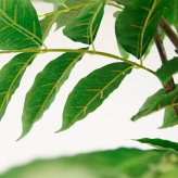 観葉植物 造花 コーヒーの木 BROWN 全高約205cm 大型 フェイクグリーン 高級 本物そっくり リアル おしゃれ インテリア 人工観葉植物 アーティフィシャルグリーン カフェ オフィス 店舗 ホテル 開店祝い 室内 リビング 玄関 風水 コーヒーノキ