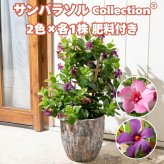 サンパラソル コレクション 2色×各1株セット 肥料付き ロゼダブル ブルーフォリア 3.5号ポット苗 つる性マンデビラ サントリーフラワーズ 夏の花 ガーデニング 鉢植え