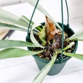 PLANCHU 観葉植物 プラティケリウム ヴィーチー 6号吊り鉢 育て方説明書付き Platycerium veitchii ビーチー ベイチー ビカクシダ コウモリラン シダ植物
