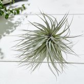 PLANCHU エアプランツ ティランジア コットンキャンディ パープル Lサイズ 1株 W20×H12cm前後 育て方説明書付き Tillandsia ‘Cotton Candy’ エアープランツ チランジア