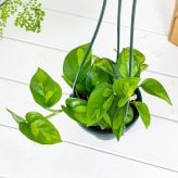 PLANCHU 観葉植物 ポトス グローバルグリーン 4号吊り鉢 育て方説明書付き PVP Epipremnum aureum ‘Global Green’  エピプレムナム アロイド
