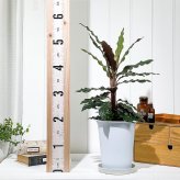 PLANCHU 観葉植物 カラテア ルフィバルバ 6号鉢 受け皿付き 育て方説明書付き Calathea rufibarba