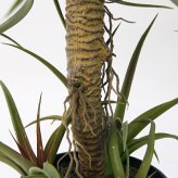 観葉植物 造花 チランジア ミックス BROWN 全高約81cm 中型 フェイクグリーン 本物そっくり おしゃれ インテリア 人工観葉植物 アーティフィシャルグリーン オフィス 店舗 ホテル 開店祝い 室内 エアプランツ フェイク