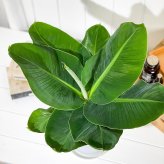PLANCHU 熱帯果樹 ムサ サンジャクバナナ 6号鉢 受け皿付き 育て方説明書付き Musa acuminata ‘Dwarf Cavendish’ サンジャクバナナ バナナの木 苗 観葉植物