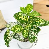 PLANCHU 観葉植物 ドラセナ フロリダビューティー 4号鉢 受け皿付き Dracaena surculosa ‘Florida Beauty’ スルクローサ ゴッドセフィアナ