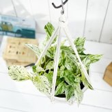 観葉植物 ポトス マーブルクイーン 5号鉢 樹脂製ハンギング鉢カバー付き 育て方説明書付き