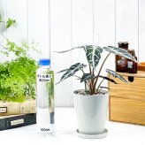 PLANCHU 観葉植物 アロカシア バンビーノ アロー 4号鉢 受け皿付き 育て方説明書付き Alocasia ‘Bambino Arrow’ アロイド