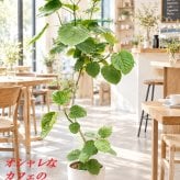ウンベラータ 9号  観葉植物 オシャレなインテリア 新築祝い　開店祝い　開業祝い　夏ギフト