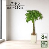 パキラ 8号 角陶器 高さ約110cm 観葉植物 幸福の木