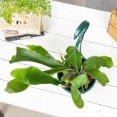 PLANCHU 観葉植物 プラティケリウム ネザーランズ 5号吊り鉢 育て方説明書付き Platycerium ‘Netherlands’ ネザーランド ビカクシダ コウモリラン シダ植物