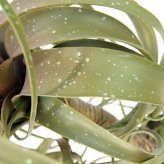 観葉植物 造花 チランジア ミックス BROWN 全高約81cm 中型 フェイクグリーン 本物そっくり おしゃれ インテリア 人工観葉植物 アーティフィシャルグリーン オフィス 店舗 ホテル 開店祝い 室内 エアプランツ フェイク