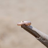 ハワイアンジュエリー ピアス 片耳 両耳 レディース メンズ サージカルステンレス 金属アレルギー対応 小さめ つけっぱなし シルバー ゴールド ピンクゴールド  男性用 女性用 ジェンダーレス