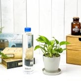 PLANCHU 観葉植物 ポトス ゴールデン 3.5号鉢 受け皿付き 育て方説明書付き Epipremnum aureum エピプレムナム アロイド
