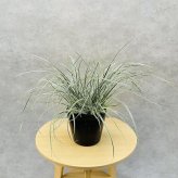 斑入り カレックス オシメンシス エベレスト 白緑 15cmポット苗 株 下草 常緑 多年草 グランドカバー カラーリーフ 庭 寄せ植えに 花壇 鉢植え 高耐寒性