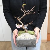 冬に咲く桜 十月桜盆栽 二期咲きのさくら サクラ