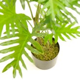 観葉植物 造花 セローム BROWN 全高約70cm 卓上・小型 フェイクグリーン 本物そっくり おしゃれ インテリア 人工観葉植物 アーティフィシャルグリーン オフィス 店舗 ホテル 開店祝い 室内 ミニ フィロデンドロン フェイク