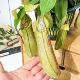 PLANCHU 食虫植物 ネペンテス ルイーザ 5号吊り鉢 育て方説明書付き Nepenthes × Louisa ウツボカズラ