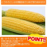イエロースイートコーン 北海道 とうもろこし 8本入 送料無料 ※沖縄は送料別途加算