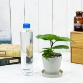 PLANCHU 観葉植物 フィカス ウンベラータ 3.5号鉢 受け皿付き 育て方説明書付き Ficus umbellata ゴムノキ