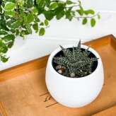 PLANCHU 多肉植物 アロエ ビートル 3号丸鉢 受け皿付き 育て方説明書付き Aloe haworthioides × descoingsii ハオルチオイデス × ディスコイングシー