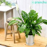 PLANCHU 観葉植物 スパティフィラム 8号鉢 受け皿付き 育て方説明書付き Spathiphyllum hybrids アロイド 大株 充実株