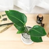 PLANCHU 観葉植物 ストレリチア オーガスタ 4号鉢 受け皿付き 育て方説明書付き Strelitzia nicolai ニコライ 楽園の白い鳥 極楽鳥花